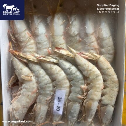 Udang Jerbung Laut | Sea White Shrimp