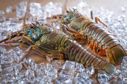 Lobster Laut | Sea Lobster